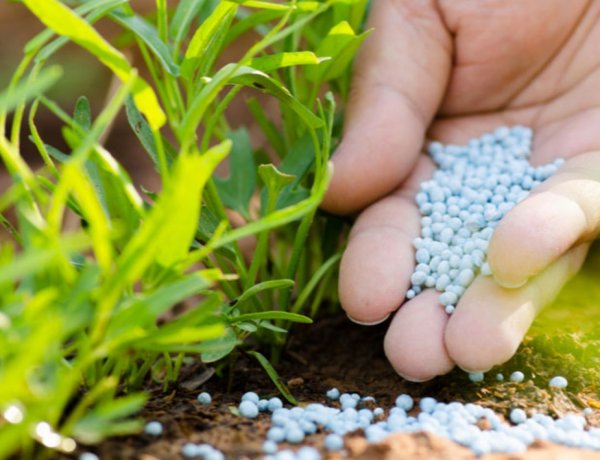 Fertilizer Stocks Higher Than Last Year, But Prolonged War May Trigger Supply Crisis as Urea Output Falls