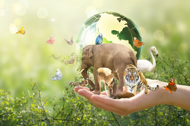 Historic UN Body Formed to Elevate Indigenous Role in Global Biodiversity Governance