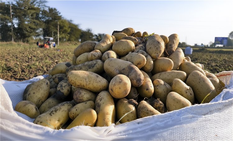 From Seed to Shelf: India's Quest for Quality in Processing-Grade Potato
