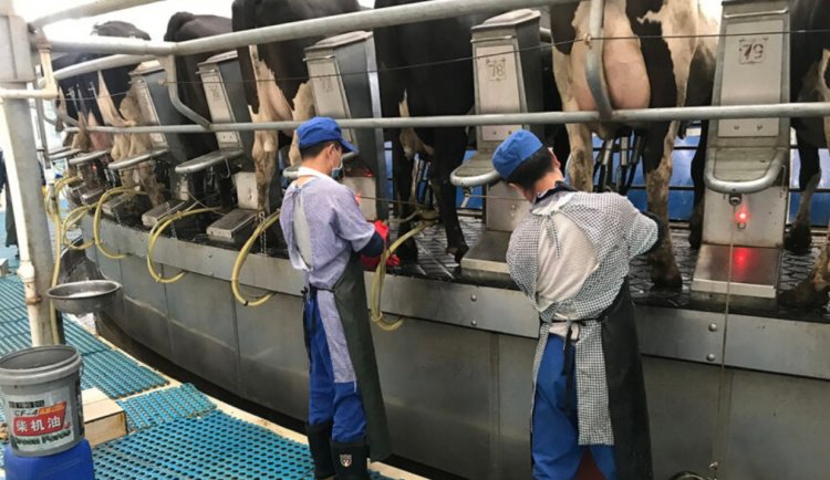 China Faces 42 Million Tonne Milk Surplus Amid Declining Demand