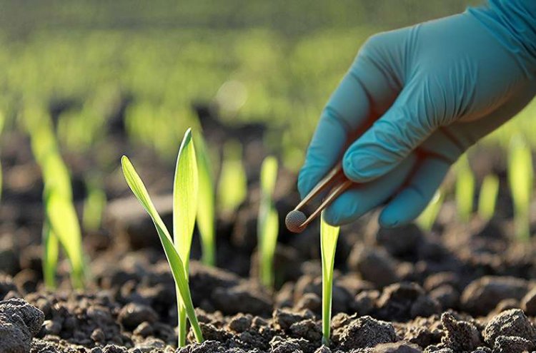 Nano Fertiliser Helps Cut Chemical Use, Boost Yields: University of Hyderabad