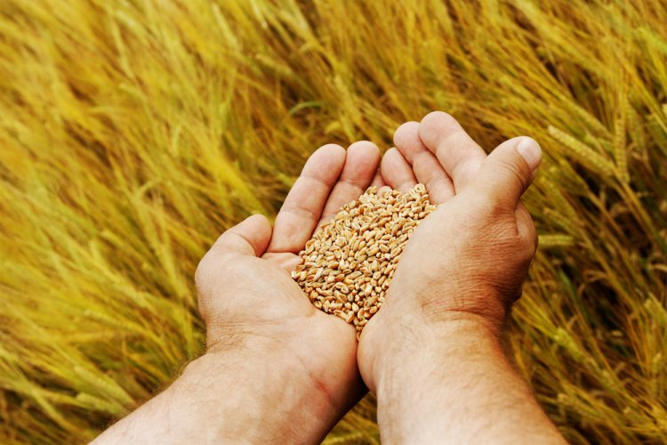 Draft Seeds Bill 2025 Proposes Fine Up to Rs 30 Lakh, Jail Term for Violations; Aims to Ensure Seed Quality and Farmer Protection