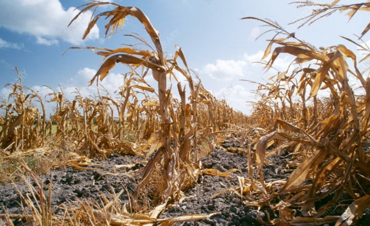 Disasters Cause $3.26 Trillion Loss to Global Agriculture; FAO Highlights Digital Tech as Key to Future Resilience