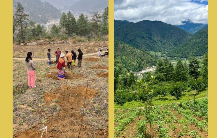 Multi-Layer Farming Drives Rural Economic Revival in North-East India