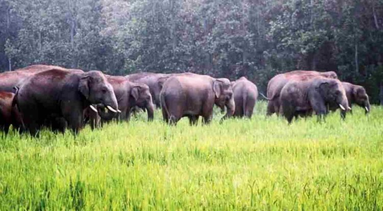 Wild Animal Attacks and Paddy Inundation Covered Under Fasal Bima Yojana