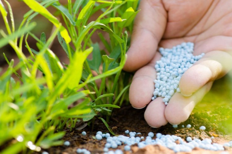 Global Fertilizer Use Rebounds but Prices Remain Volatile, FAO Warns