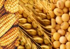 USDA Forecast: Global Agriculture Expands with 2.98 Billion Tons Grain Output, Led by Coarse Cereals