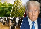 US Unveils Major Farm Relief Package to Support Crop and Dairy Producers Amid Market Stress