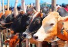 National Digital Livestock Mission to Build Unified Livestock Database, Over 35.9 Crore Pashu Aadhaar Issued