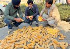 First-Time Maize Hybrid Seed Production in Punjab Farmers’ Field Shows Promising Results