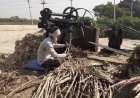 Sugarcane Prices Touch Rs 425 in Uttar Pradesh as Sugar Mills Face Cane Price War