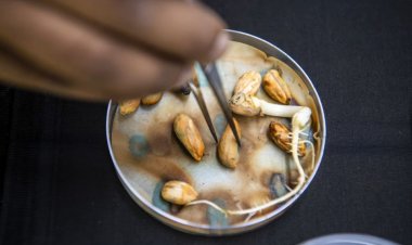 ICRISAT's Breakthrough Could Save Groundnut Farmers from Pre-Harvest Sprouting