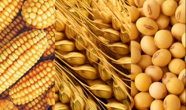 USDA Forecast: Global Agriculture Expands with 2.98 Billion Tons Grain Output, Led by Coarse Cereals