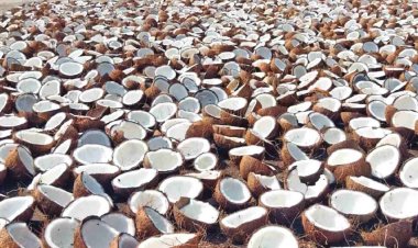 Cabinet approves Minimum Support Price for Copra for 2026 season