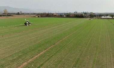 Rabi Crop Sowing Crosses 536 Lakh Hectares, Up 24 Lakh Ha from Last Year