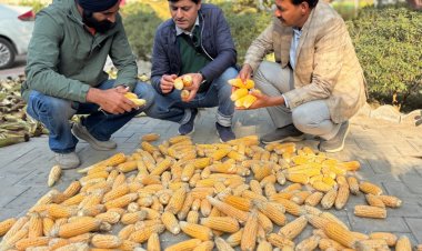 First-Time Maize Hybrid Seed Production in Punjab Farmers’ Field Shows Promising Results