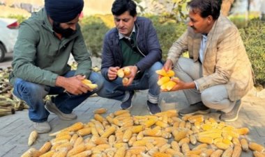 First-Time Maize Hybrid Seed Production in Punjab Farmers’ Field Shows Promising Results