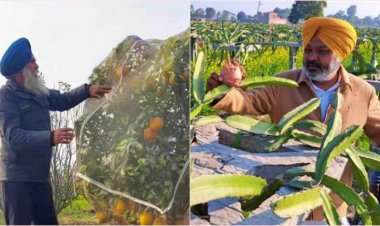 Punjab Farmers Can Avail Up to 40% Subsidy for New Orchards