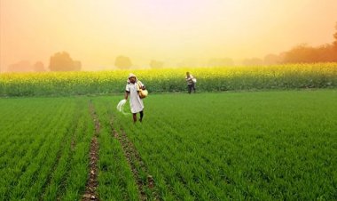 Rabi Sowing Crosses 96 pc of Normal Area, Wheat Sowing Stagnant, Pulses and Oilseeds Gain