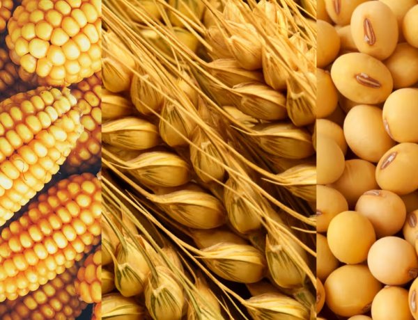 USDA Forecast: Global Agriculture Expands with 2.98 Billion Tons Grain Output, Led by Coarse Cereals