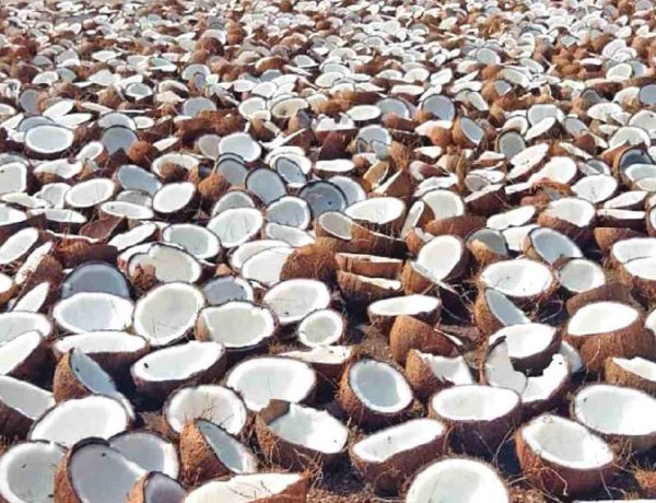 Cabinet approves Minimum Support Price for Copra for 2026 season