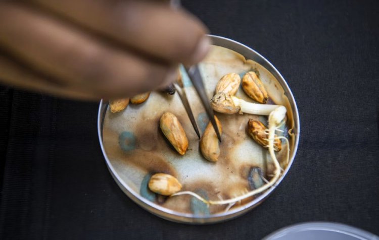 ICRISAT's Breakthrough Could Save Groundnut Farmers from Pre-Harvest Sprouting