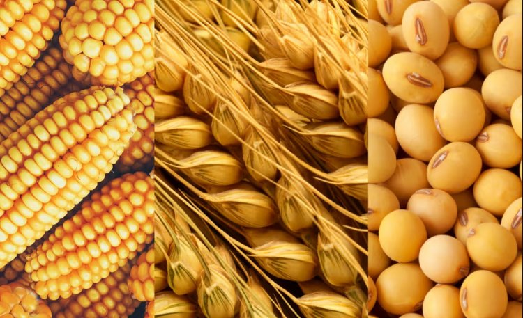 USDA Forecast: Global Agriculture Expands with 2.98 Billion Tons Grain Output, Led by Coarse Cereals