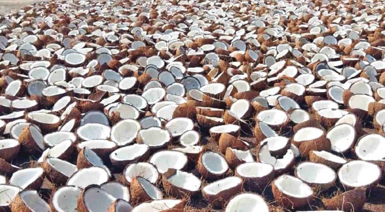 Cabinet approves Minimum Support Price for Copra for 2026 season