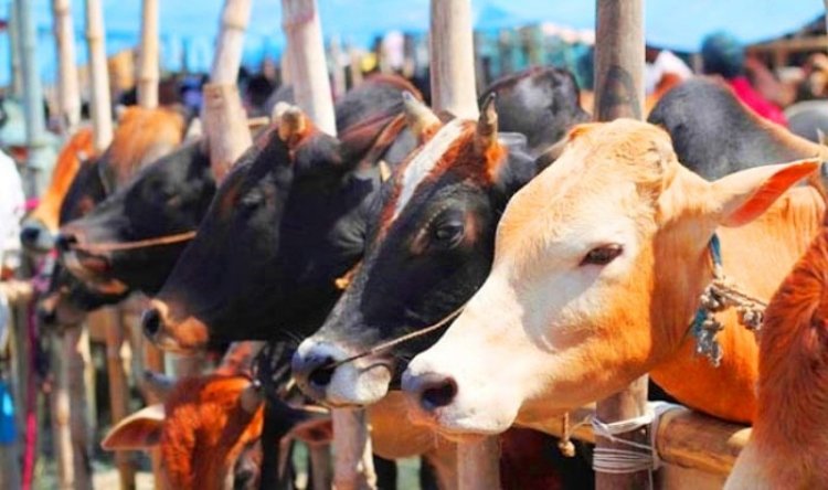 National Digital Livestock Mission to Build Unified Livestock Database, Over 35.9 Crore Pashu Aadhaar Issued