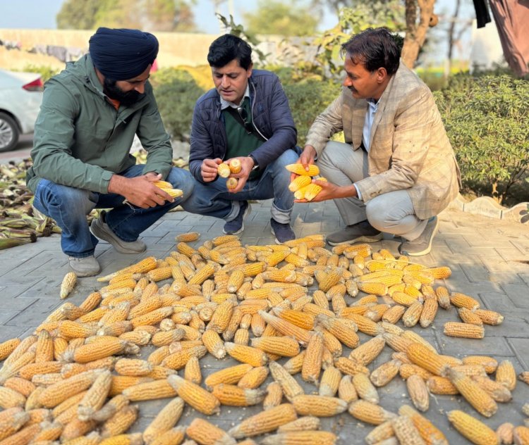 First-Time Maize Hybrid Seed Production in Punjab Farmers’ Field Shows Promising Results