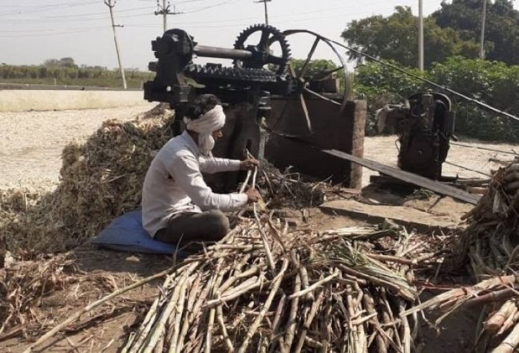 Sugarcane Prices Touch Rs 425 in Uttar Pradesh as Sugar Mills Face Cane Price War