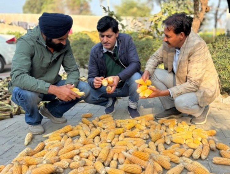 First-Time Maize Hybrid Seed Production in Punjab Farmers’ Field Shows Promising Results