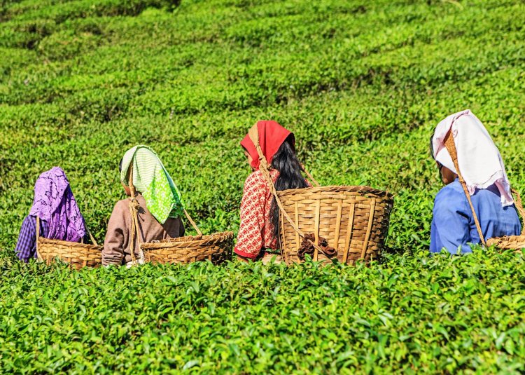 No Herbal ‘Tea’: Only Camellia Sinensis Products Can Be Called ‘Tea’, Clarifies FSSAI