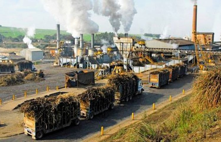 India’s Sugar Production Rises 24 pc by December-End; Higher Crushing Drives Strong 2025–26 Season