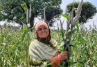 ICRISAT and Partners Announce Release of the World’s First Three-way Pearl Millet Hybrid