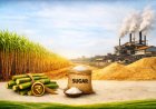 India Produces 195 Lakh Tonnes of Sugar by January 31, ISMA Flags Rising Cane Arrears