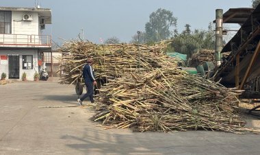 Uttar Pradesh Bars New Khandsari Units Within 15 km of Sugar Mills, Policy Changes Hits Small Industries