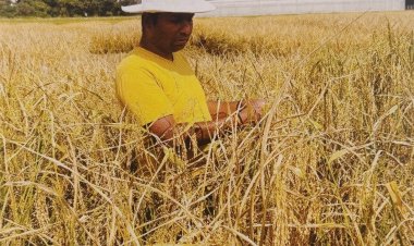 Precision Breeding: A Transformative Technology Poised to Redefine India’s Crop Improvement Future