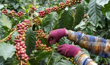 Kelachandra Coffee Showcases Speciality Coffees from Western Ghats at World of Coffee Dubai 2026