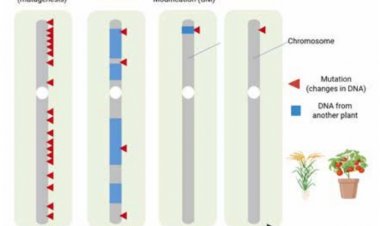 Genome Editing: How India’s scientists are opening a new chapter in crop improvement