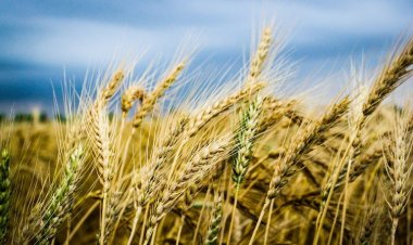 Budget 2026: Industry Urge Focus on Farm Resilience, Higher Incomes and Sustainable Rural Prosperity