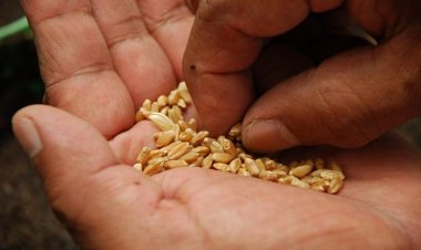 Strengthening India’s Seed Sovereignty: Key Ammendments Suggested for the Draft Seeds Bill 2025