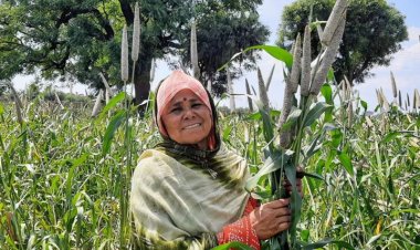 ICRISAT and Partners Announce Release of the World’s First Three-way Pearl Millet Hybrid