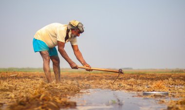 Economic Survey Calls for Agri Reforms, Urea Price Hike to Fix Fertilizer Imbalance