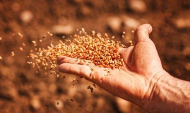 Seeds Bill 2025: Sowing Hopes, Raising Concerns