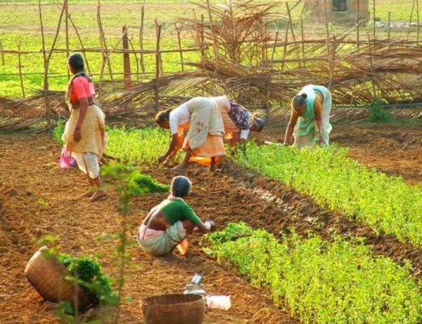 Code on Wages 2019: A Pathway to Inclusive Growth in Indian Agriculture