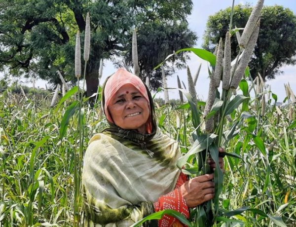ICRISAT and Partners Announce Release of the World’s First Three-way Pearl Millet Hybrid