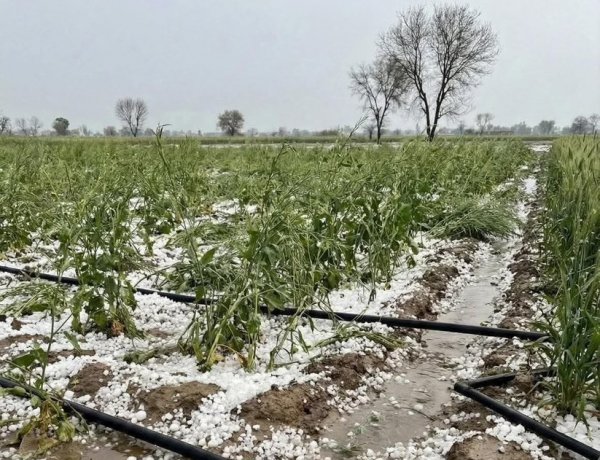 Western Disturbance Brings Rain, Snowfall and Hailstorms to North India, Cold Wave Likely in Plains