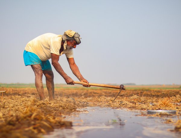 Economic Survey Calls for Agri Reforms, Urea Price Hike to Fix Fertilizer Imbalance