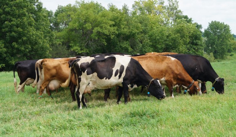 Australia Rolls Out Overhauled National Breeding Objective for Dairy Genetics